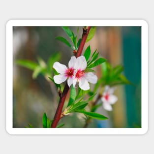 Almond Blossom Sticker